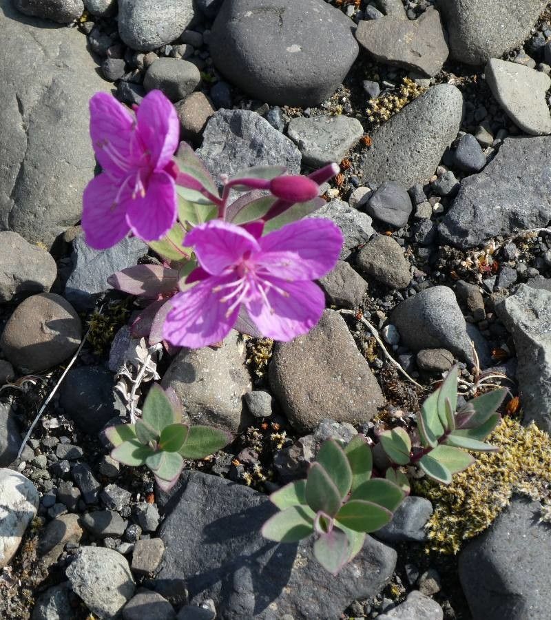 Chamerion latifolium flower