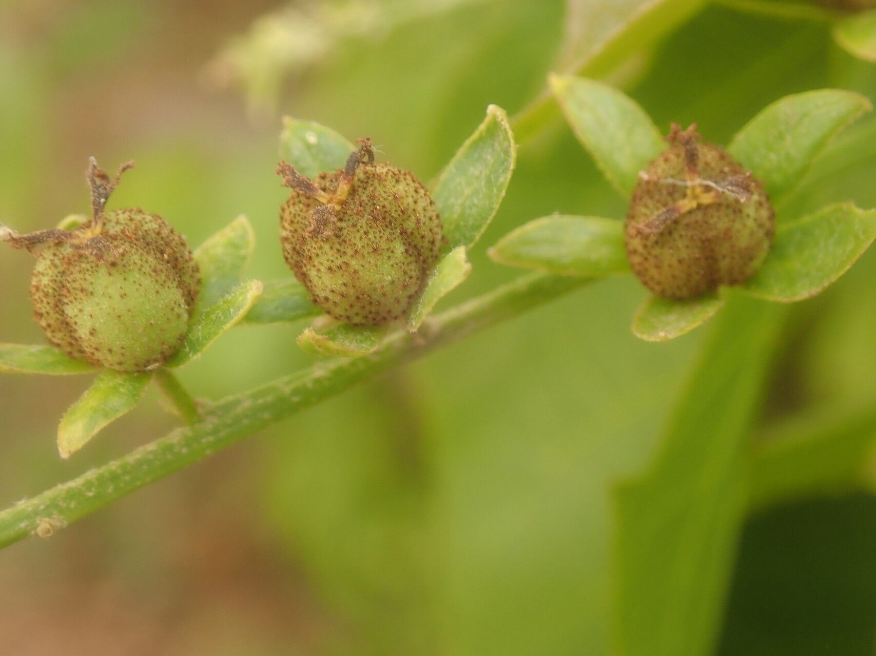 Croton adenophorus fruit