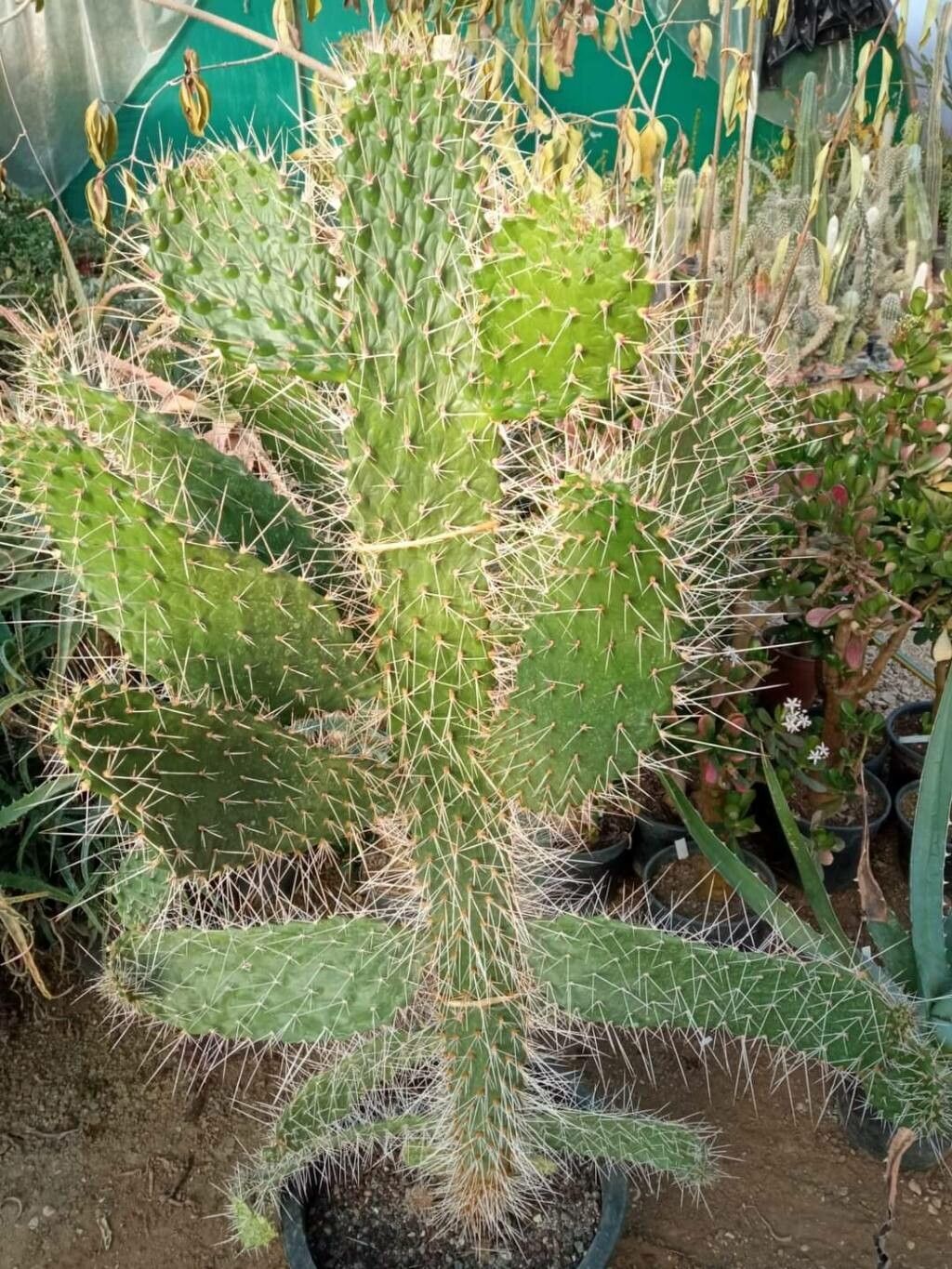 Consolea millspaughii — related species from the same genus