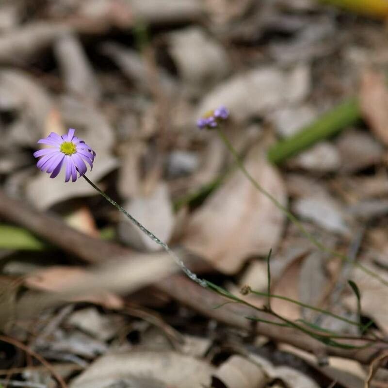 Erigeron foliosus flower