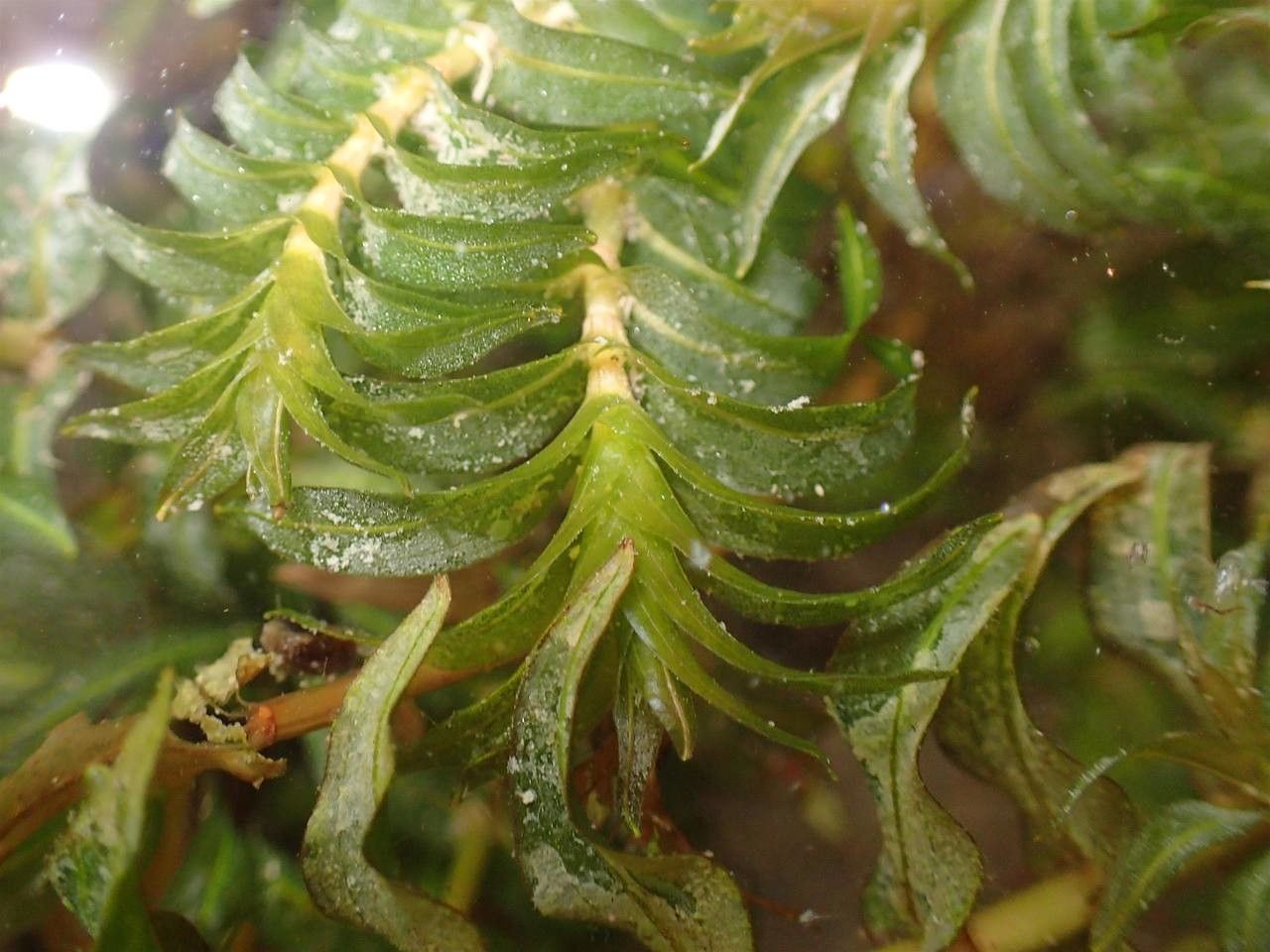 Groenlandia densa — search result for 'Haloragaceae'