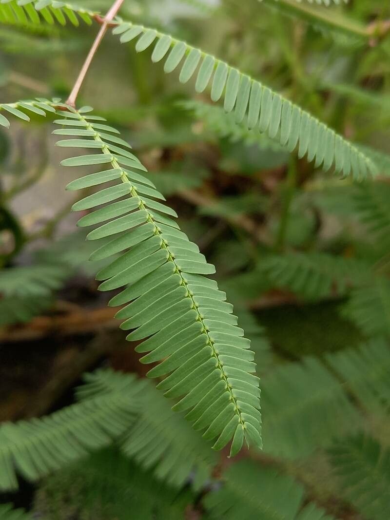 Neptunia oleracea leaf