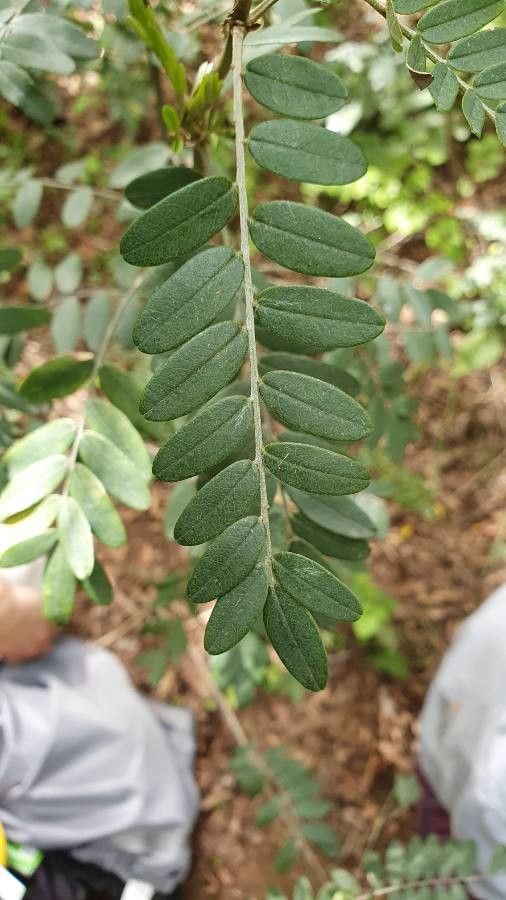 Sophora macrocarpa — search result for 'Sophora'