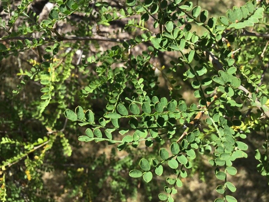 Sophora davidii leaf