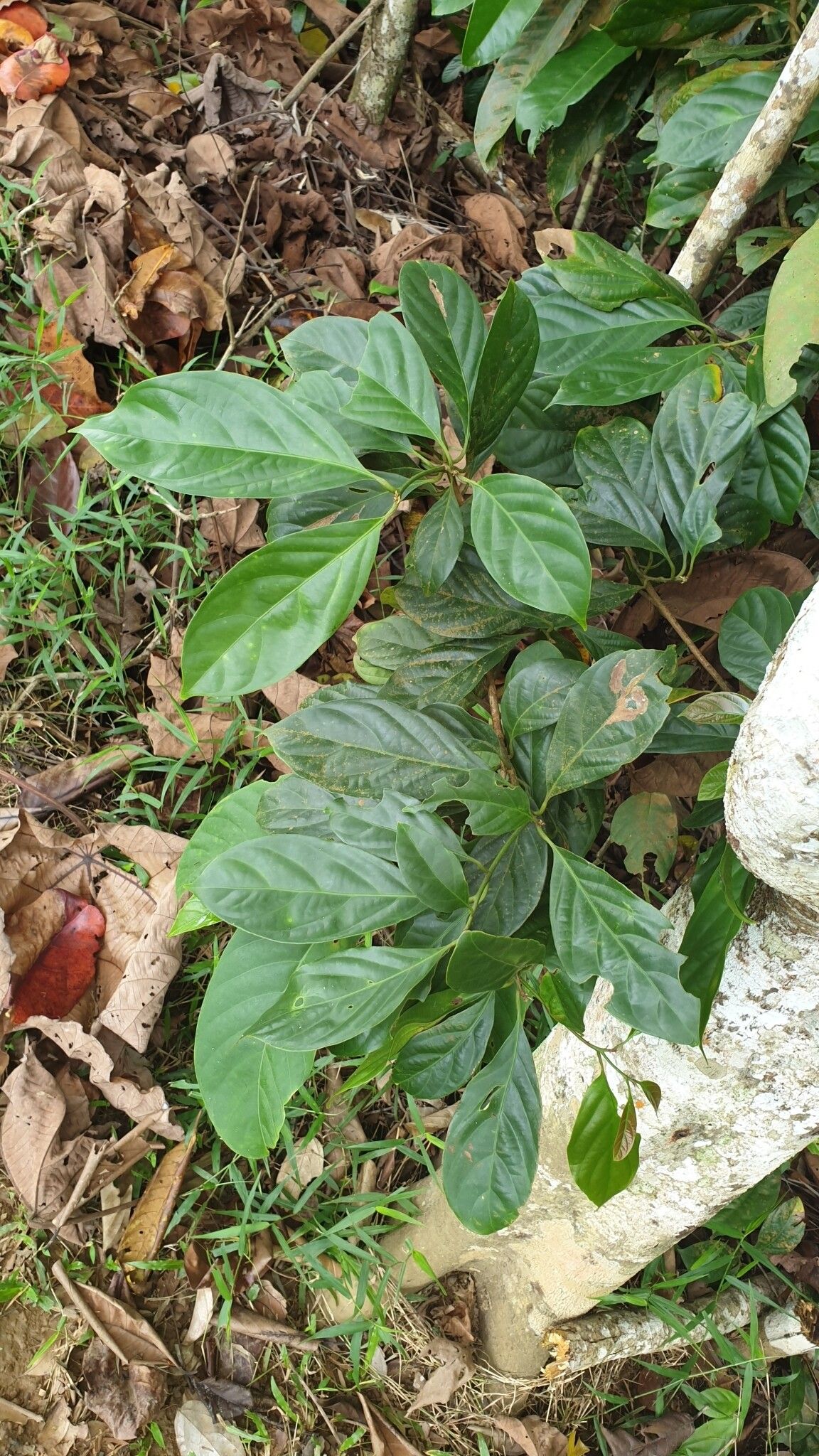 Nothaphoebe umbelliflora leaf