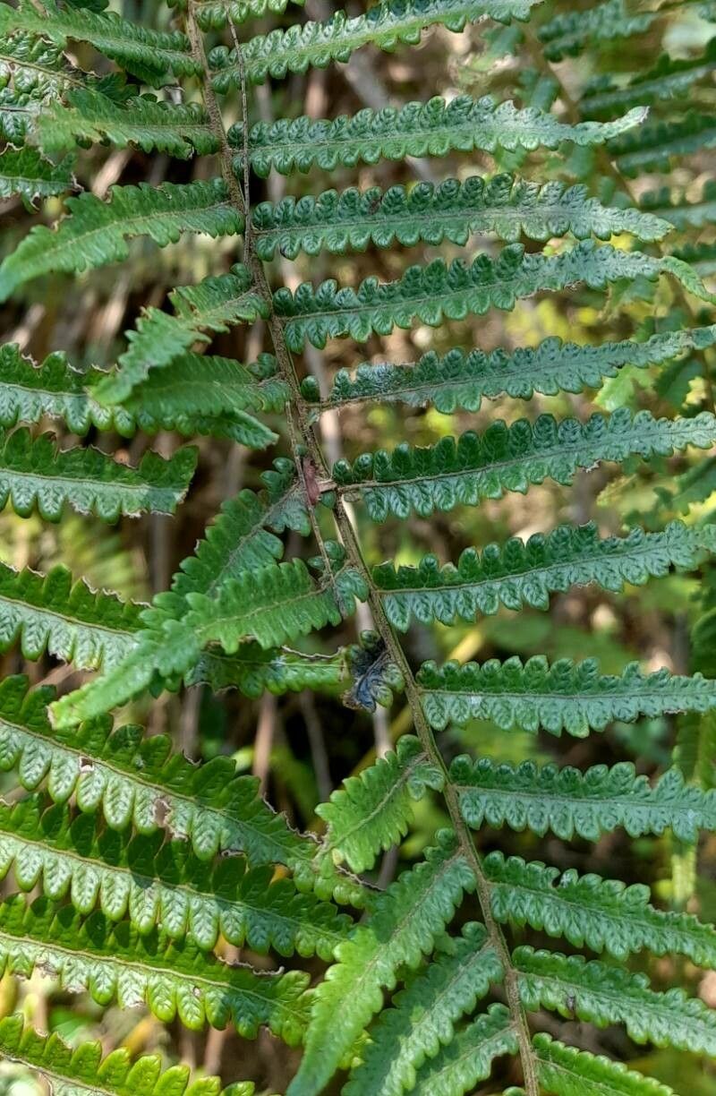 Cyathea atrovirens — houseplant care guide