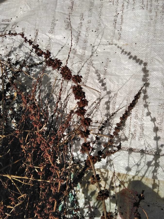 Rumex dentatus fruit