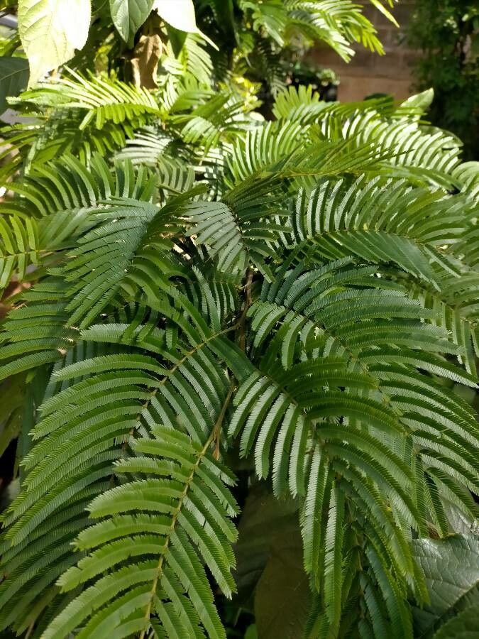 Newtonia buchananii — houseplant care guide