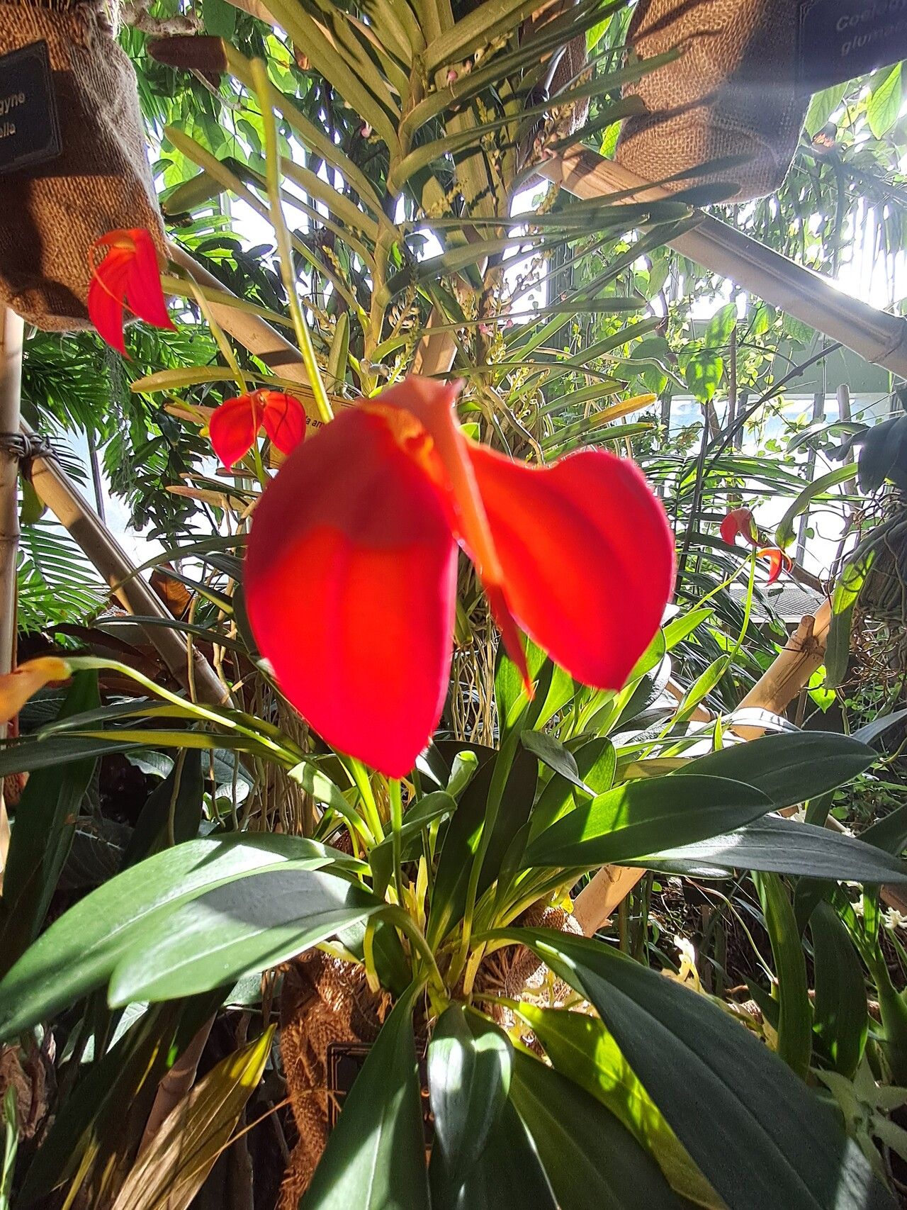 Masdevallia ignea flower