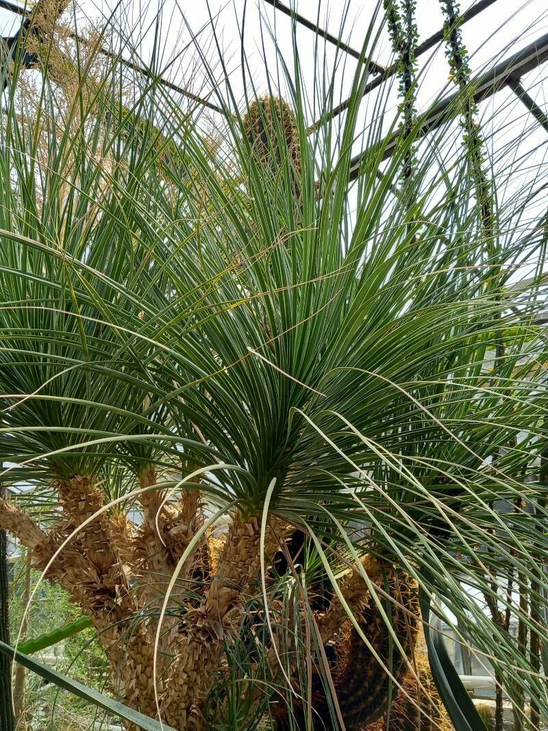 Beaucarnea stricta leaf