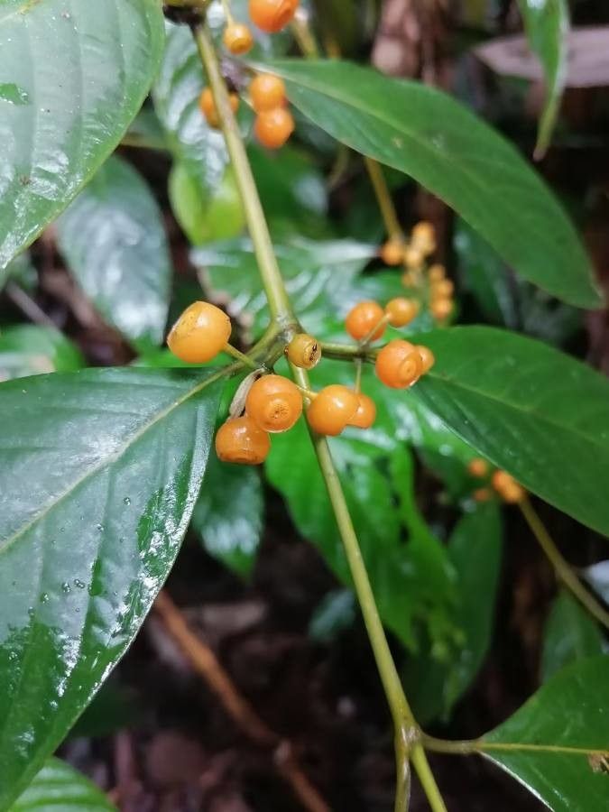 Psychotria calocarpa — houseplant care guide