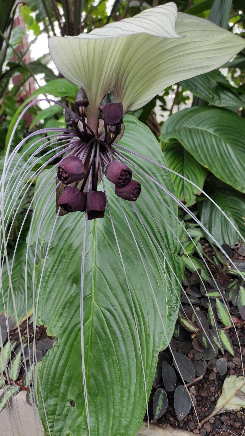 Tacca integrifolia flower