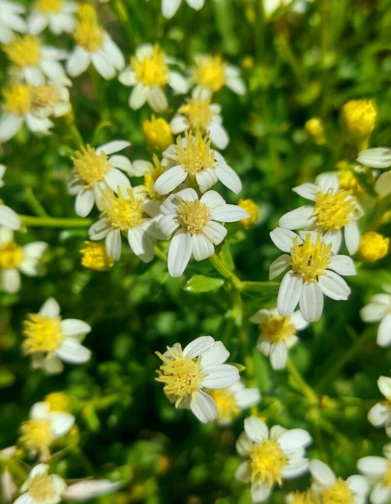 Gutierrezia solbrigii flower