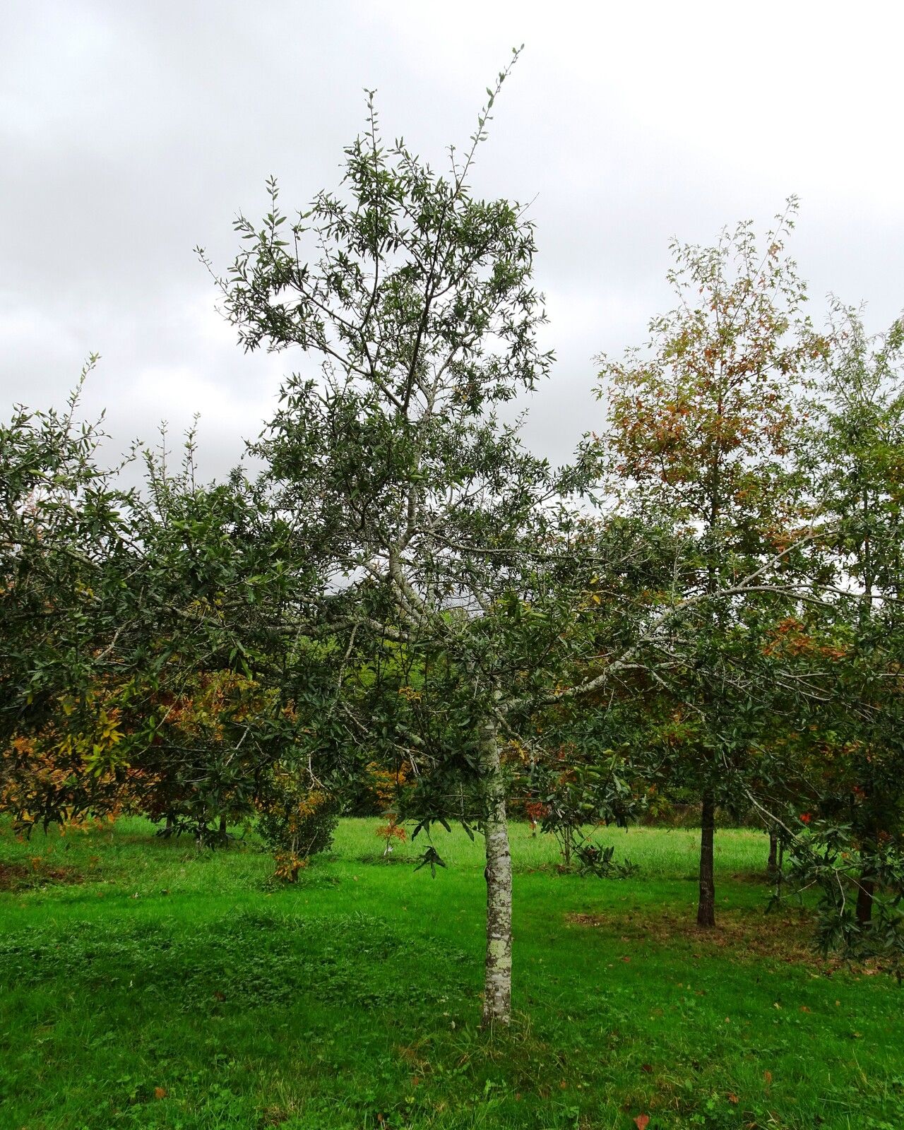Quercus crassipes habit