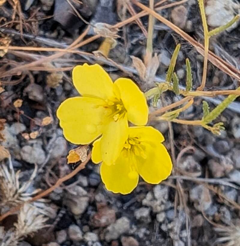 Camissonia campestris — related species from the same genus