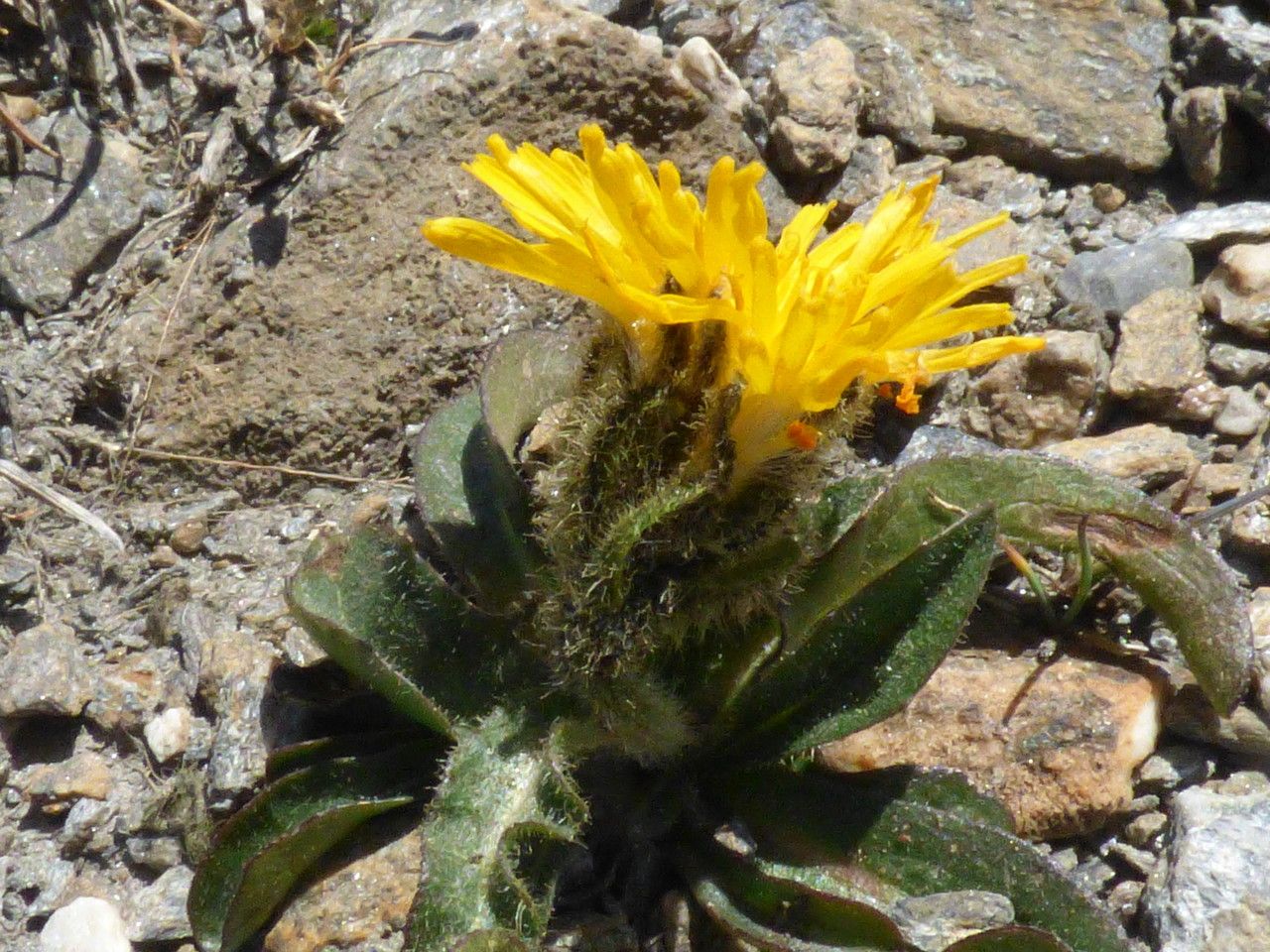 Crepis rhaetica flower