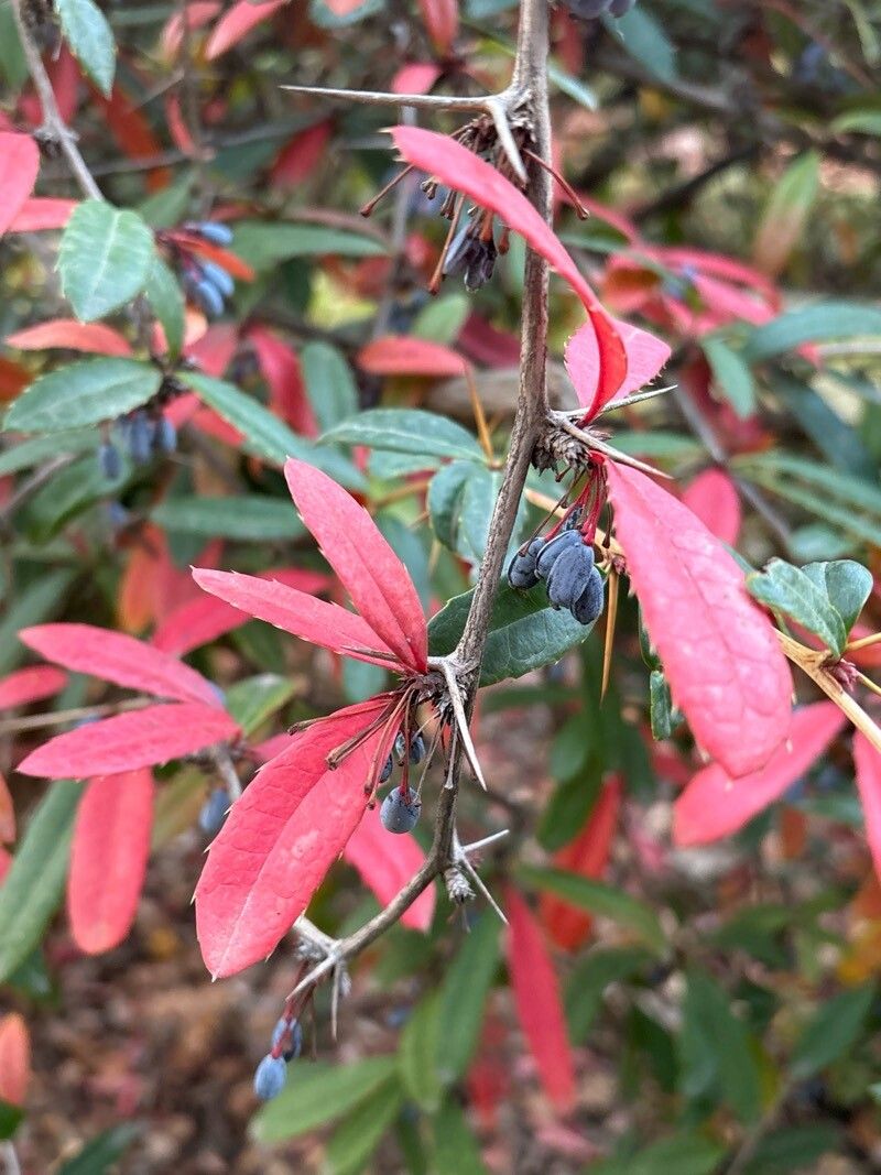 Berberis honanensis — search result for 'Berberis'