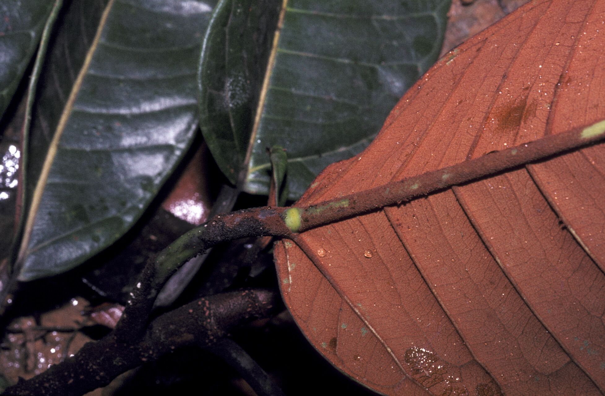 Ficus albert-smithii — houseplant care guide