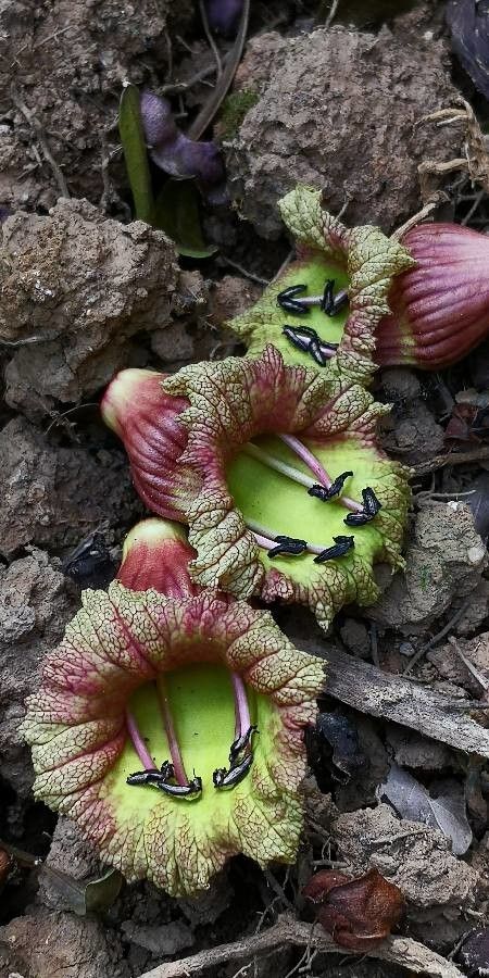 Crescentia alata flower