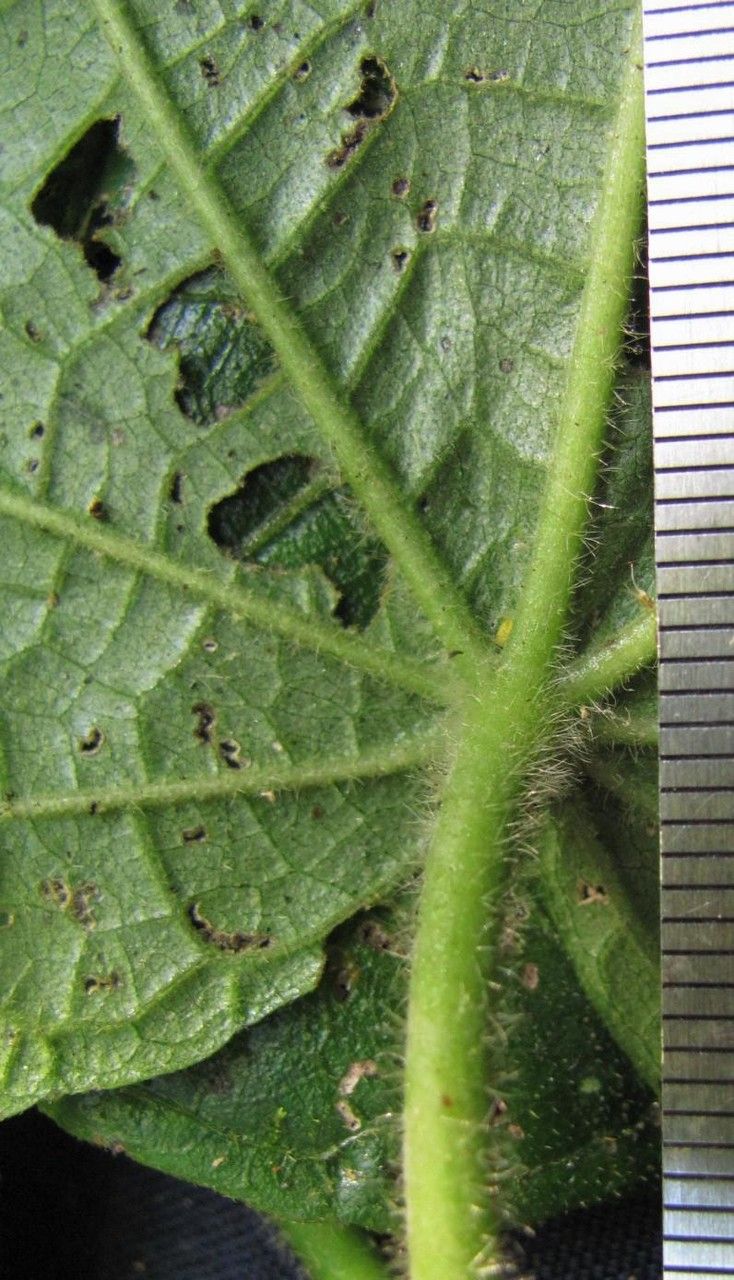 Malvaviscus achanioides bark