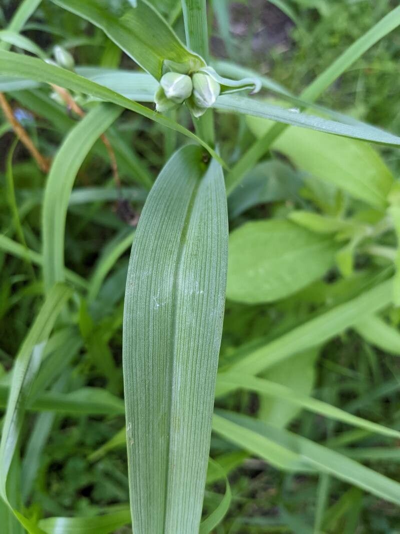 Tradescantia occidentalis