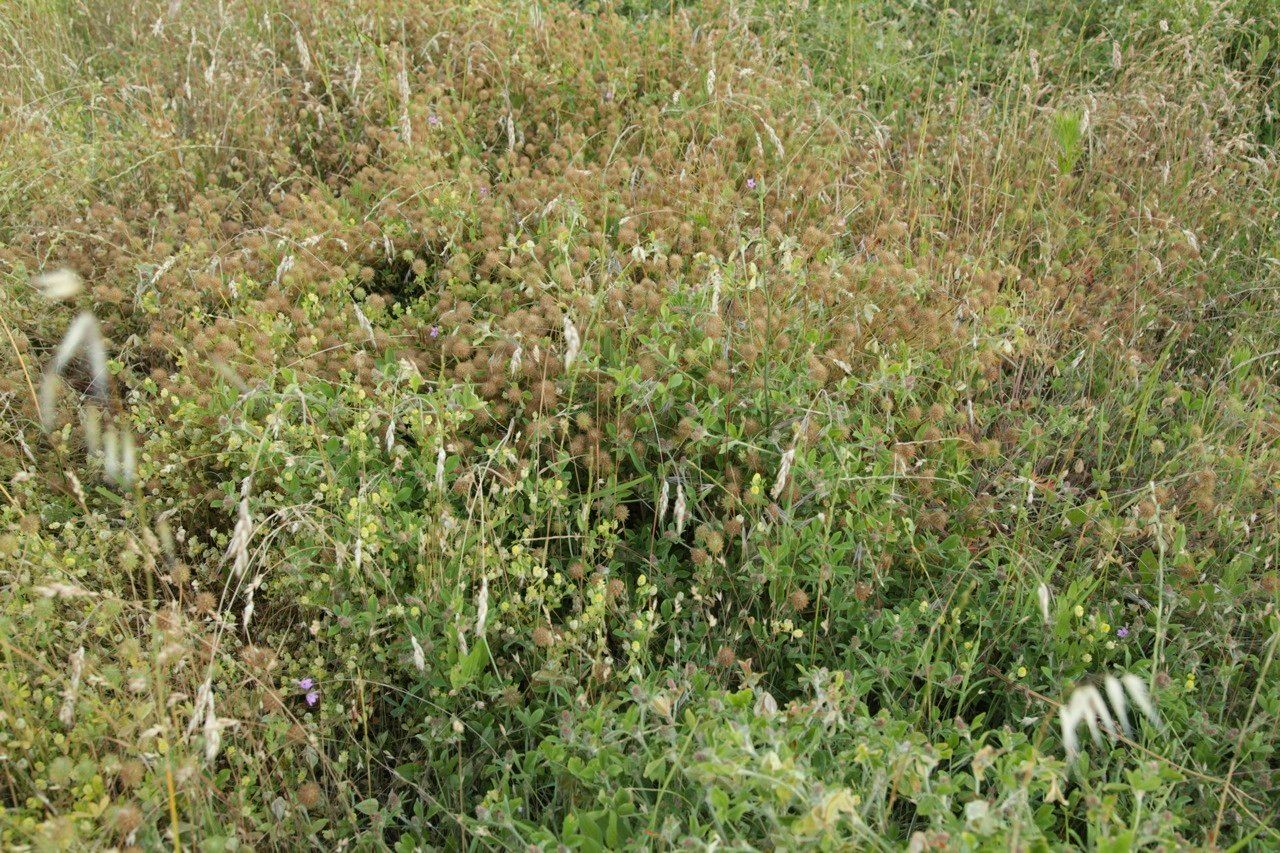 Trifolium leucanthum habit