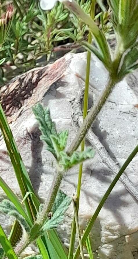 Verbena platensis bark