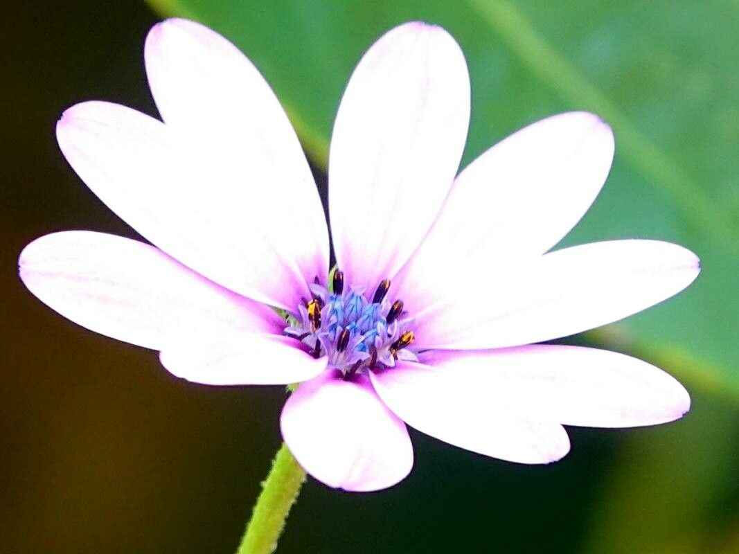 Geropogon hybridus flower