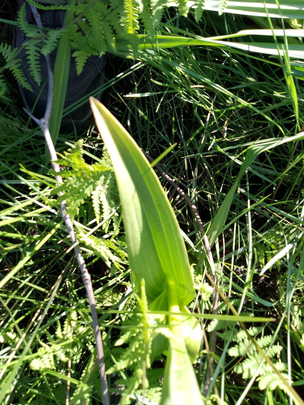 Satyrium trinerve — houseplant care guide