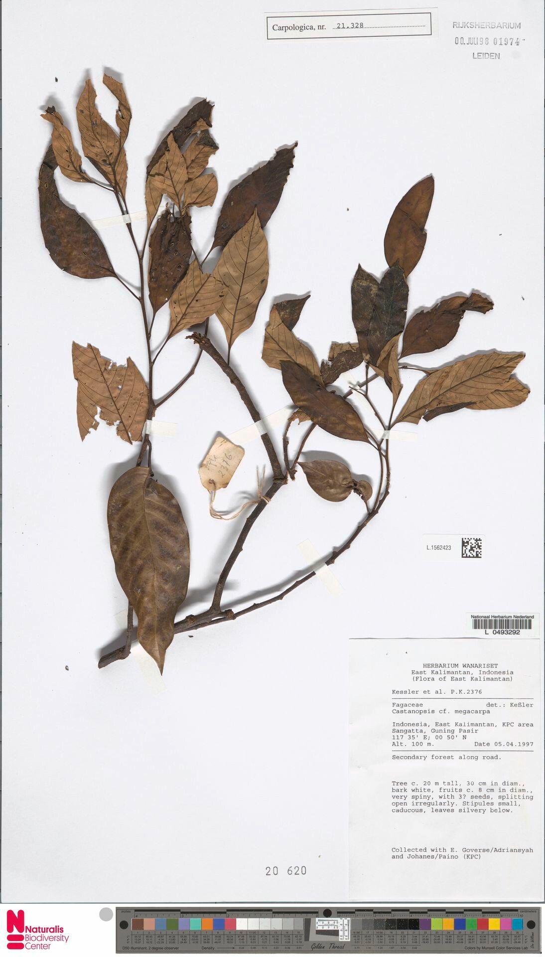 Castanopsis megacarpa — search result for 'Castanopsis'