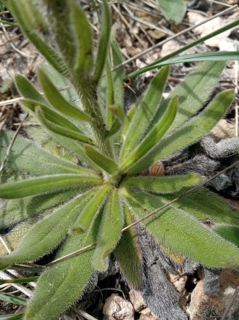 Echium flavum leaf
