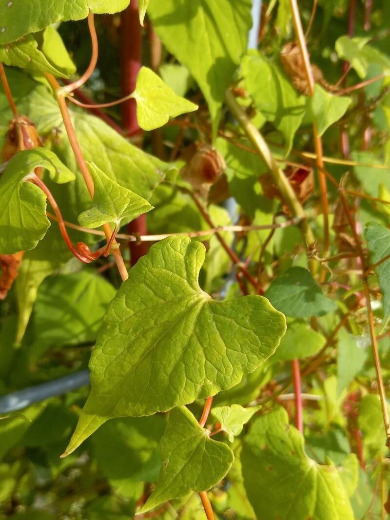 Pteroxygonum giraldii — houseplant care guide