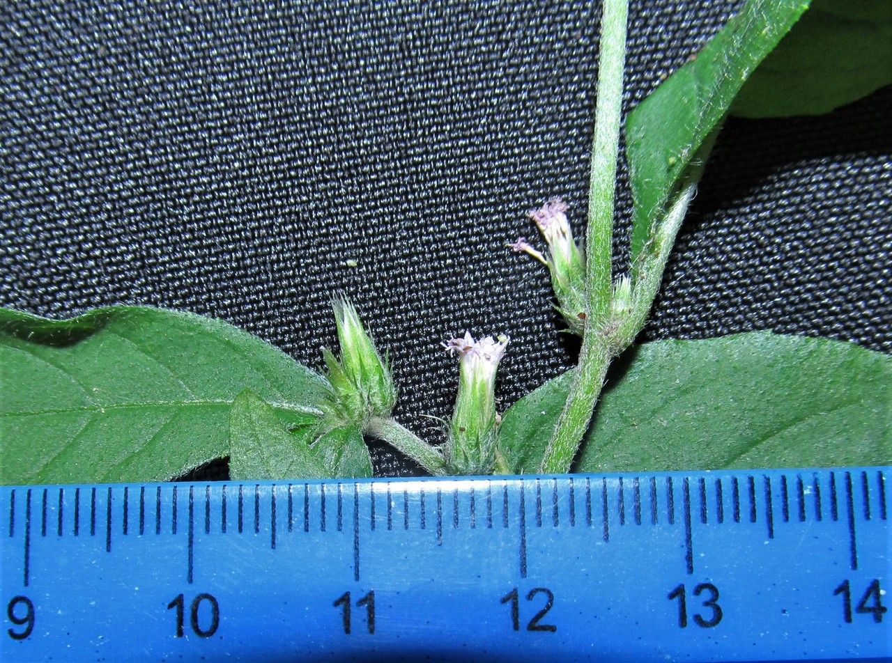 Vernonia remotiflora other