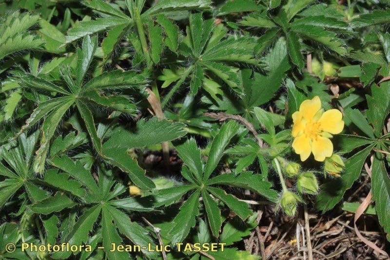 Potentilla fagineicola flower