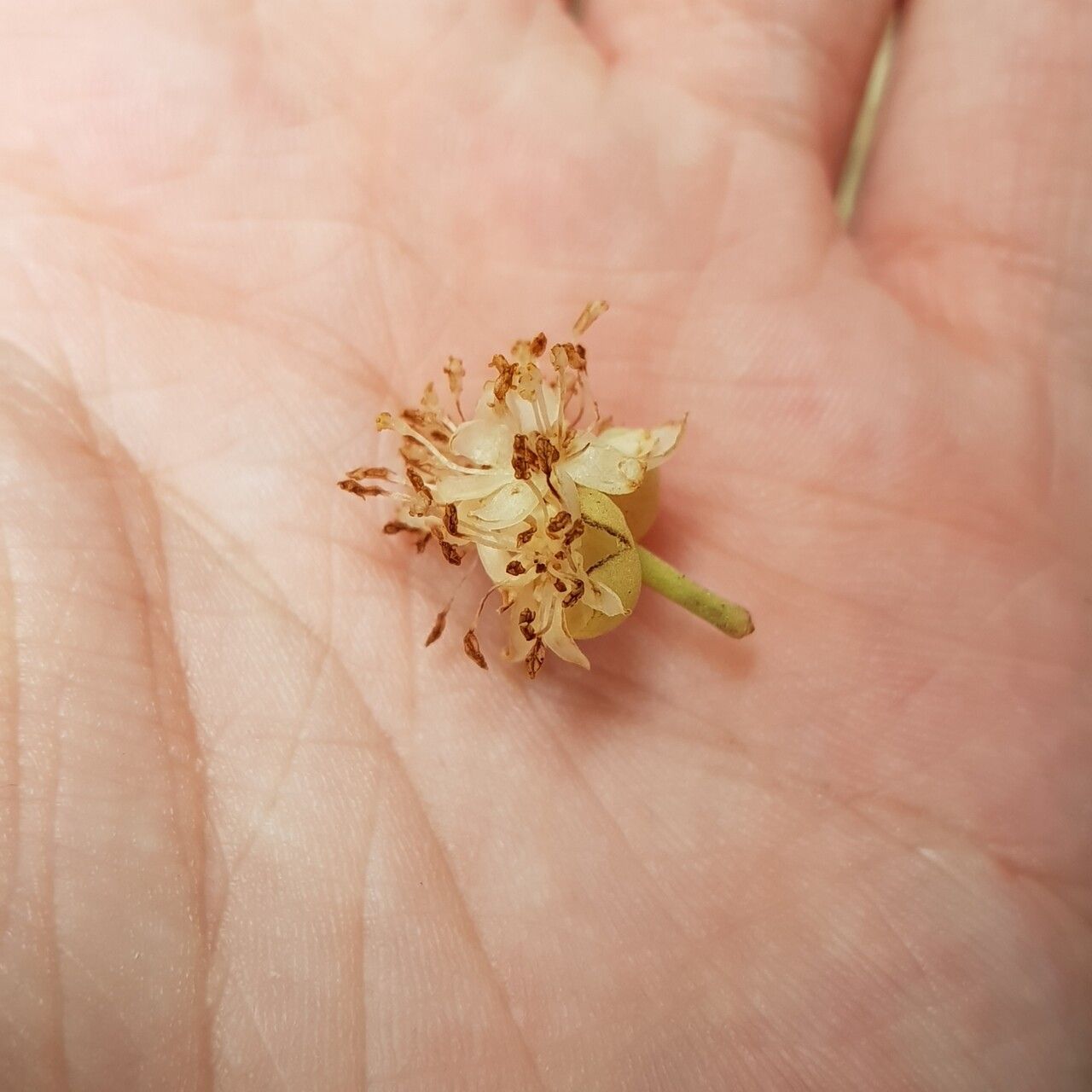 Litsea accedens flower