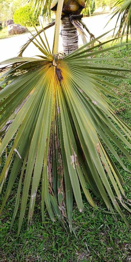 Latania verschaffeltii — search result for 'Arecaceae'