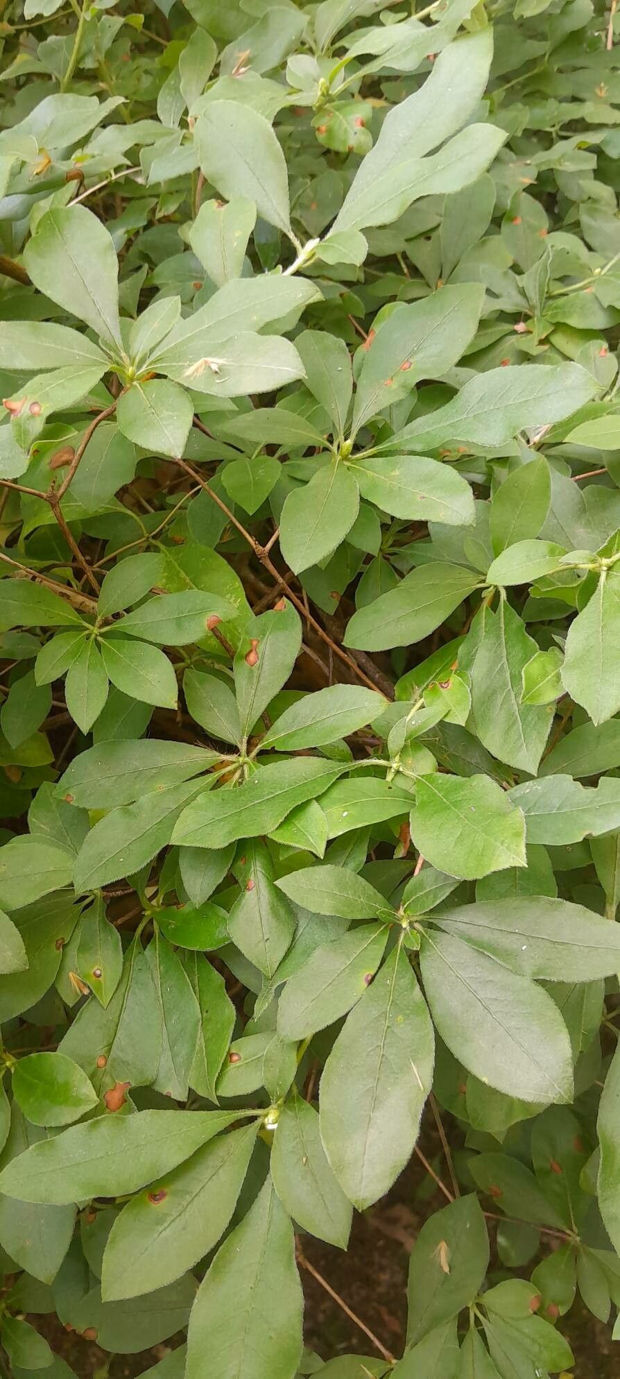 Phoebe sheareri leaf