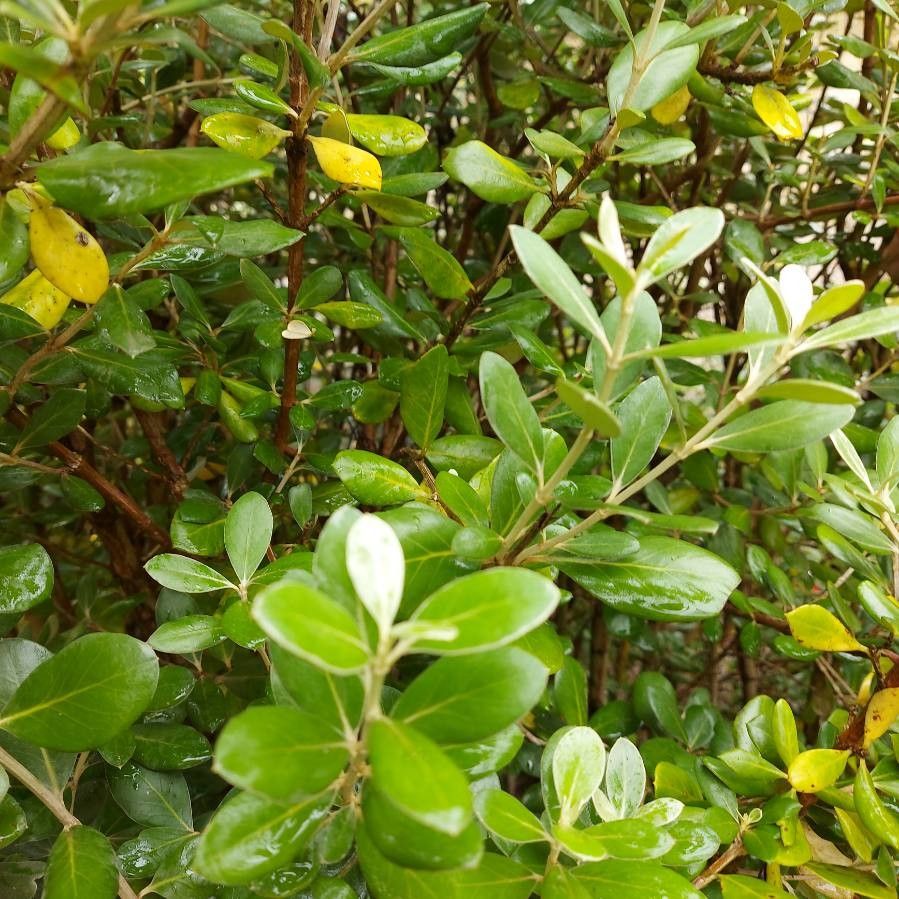 Olearia traversii flower