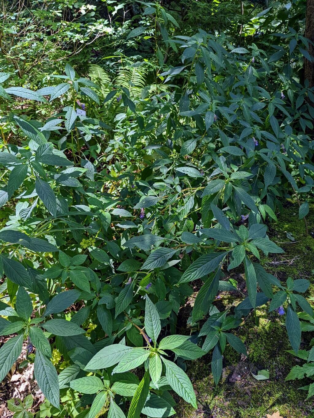 Impatiens arguta habit