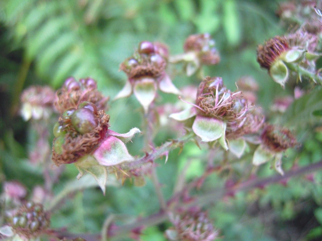 Rubus rhamnifolius fruit