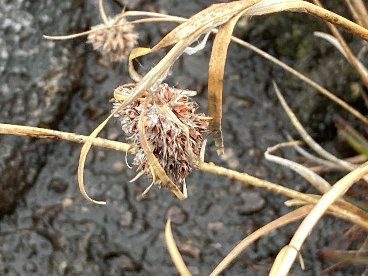 Luzula racemosa flower