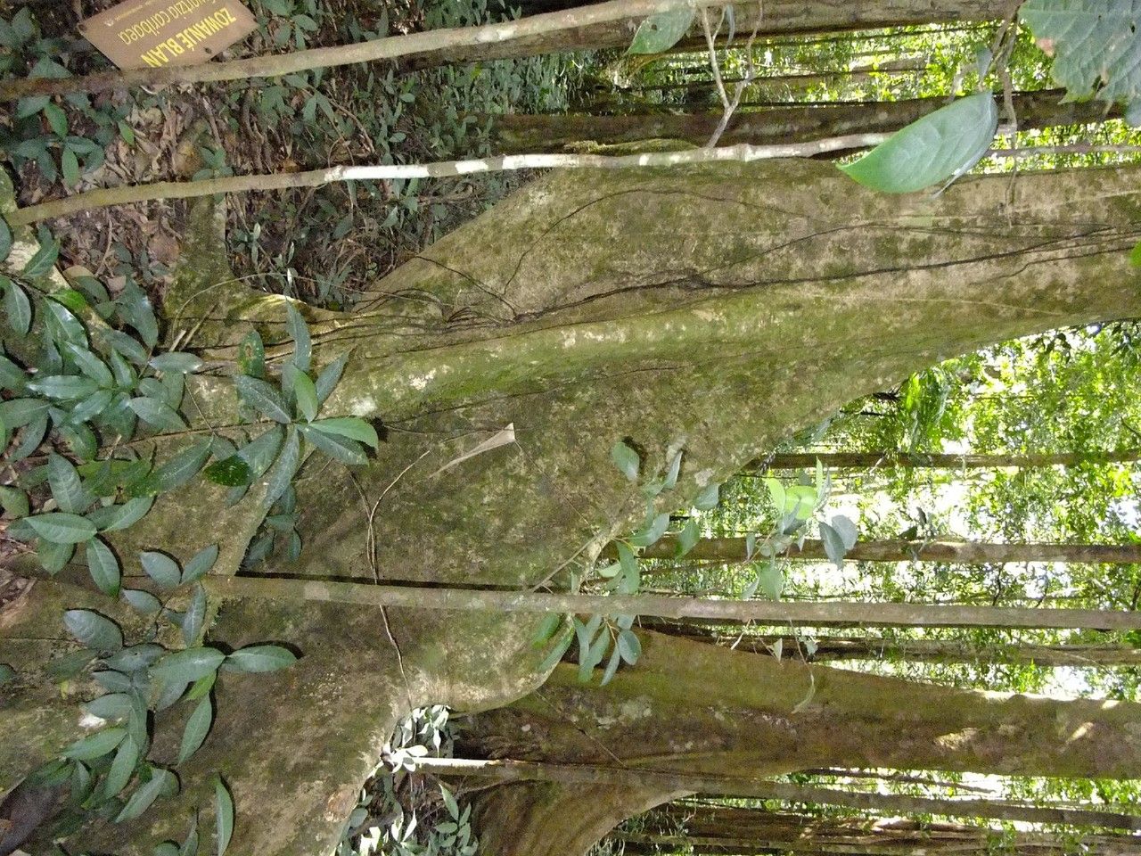 Swartzia caribaea — houseplant care guide