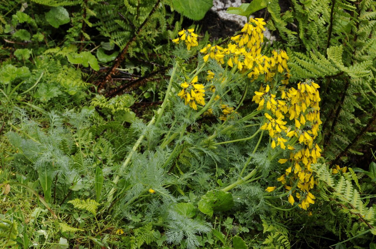 Corydalis meifolia habit