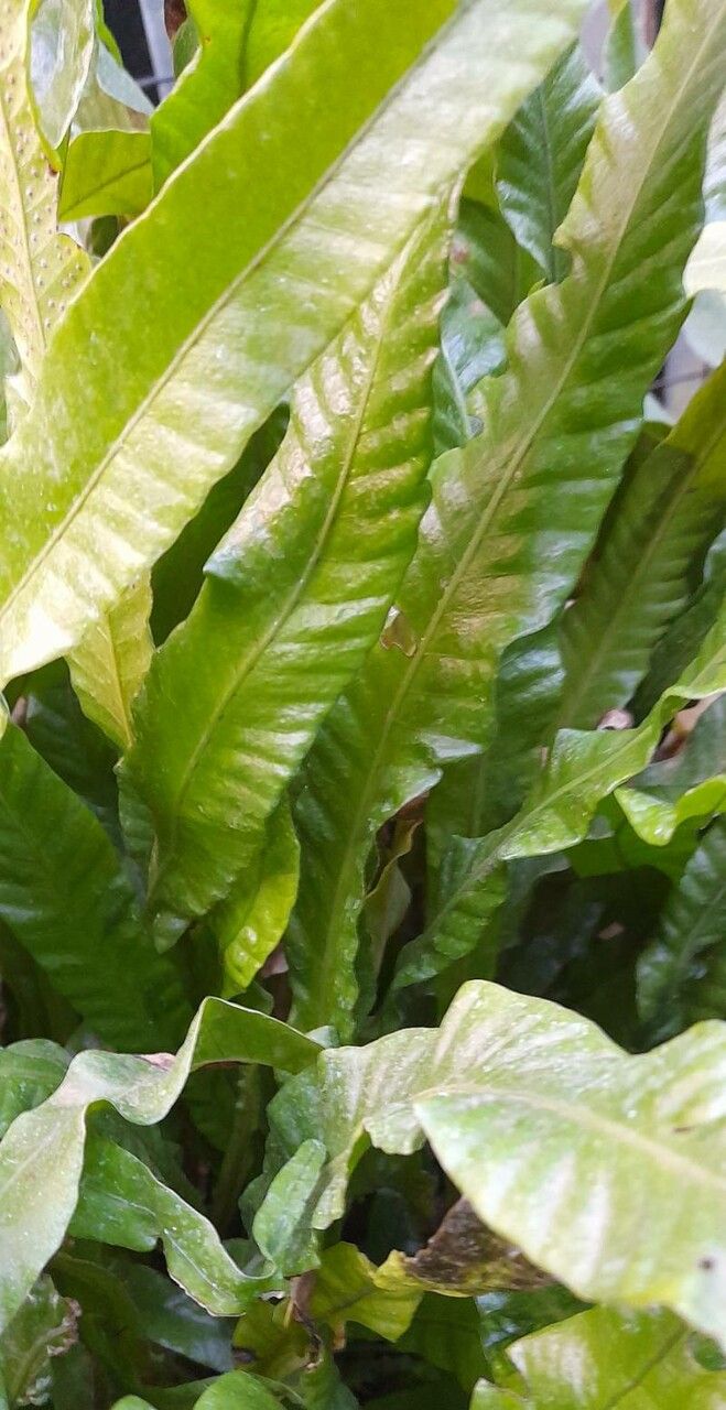 Campyloneurum phyllitidis habit