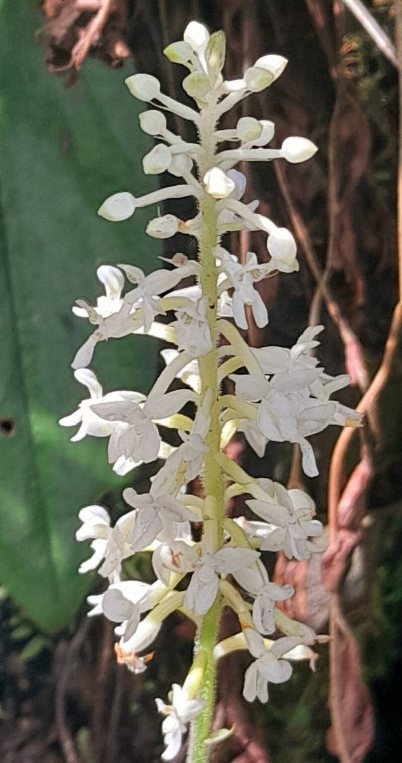 Cranichis castellanosii flower
