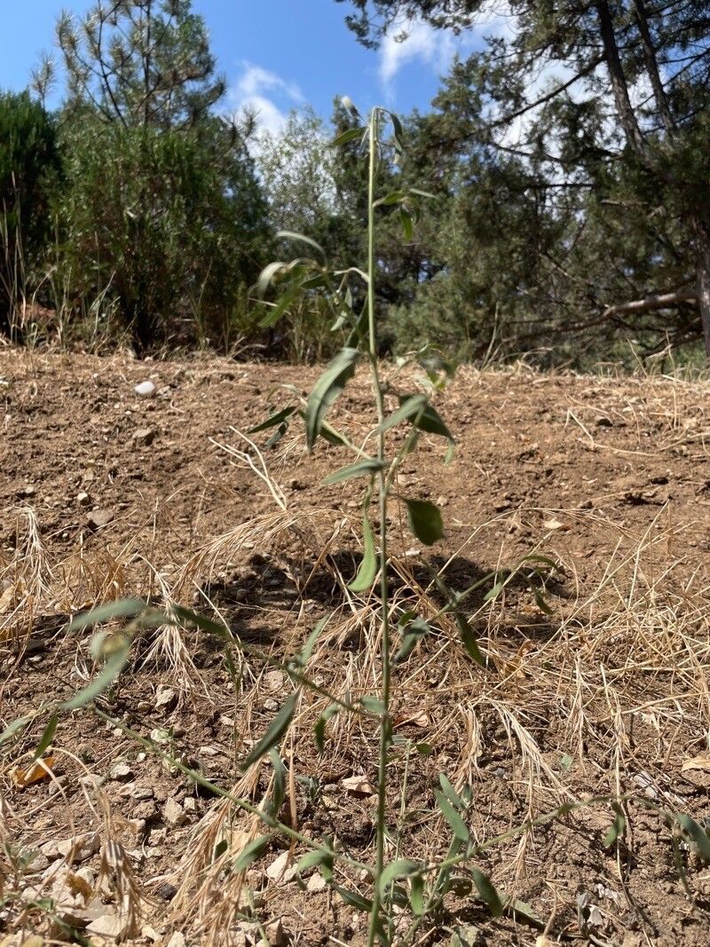 Atriplex oblongifolia — search result for 'Atriplex'