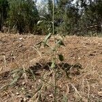 Atriplex oblongifolia