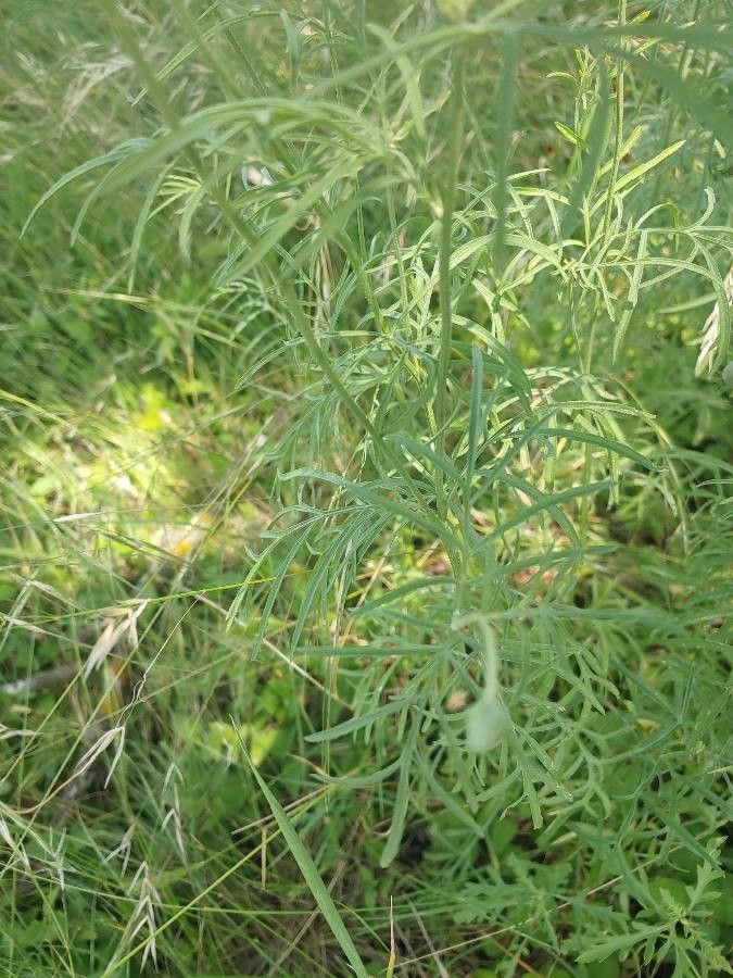 Ratibida columnifera leaf