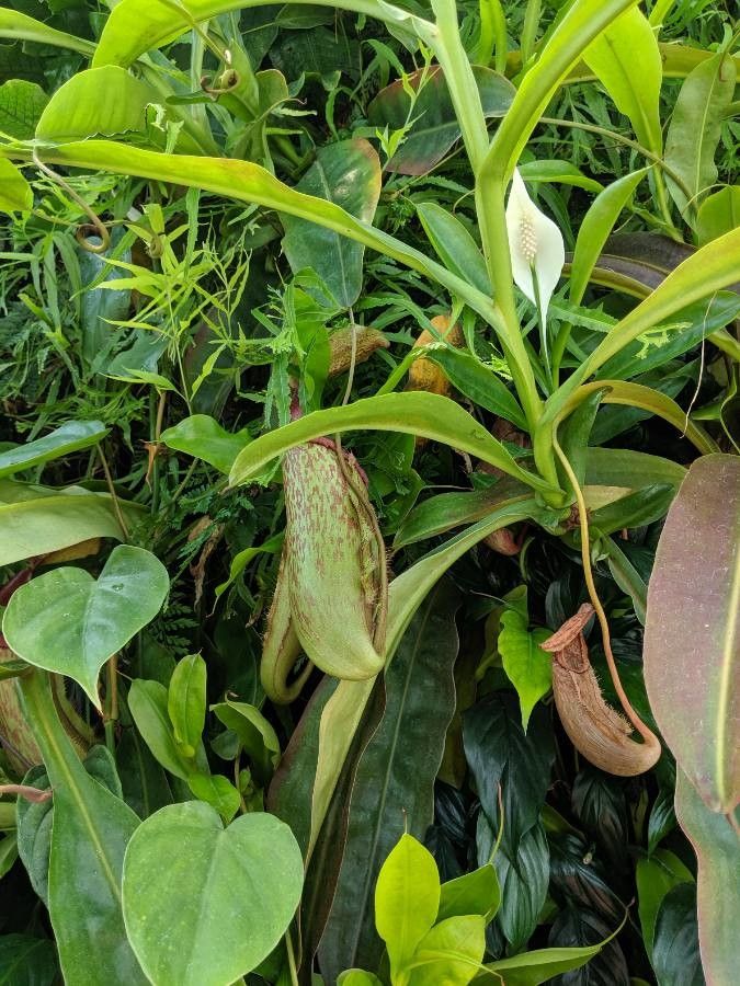 Nepenthes vieillardii fruit