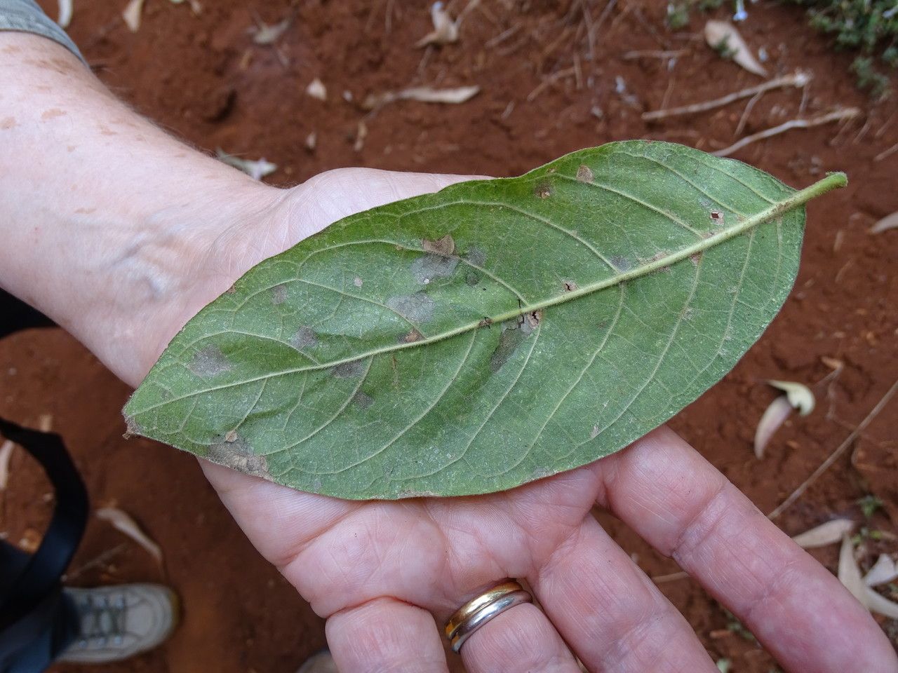 Combretum molle leaf